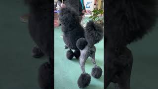 Poodle #thepoodle #dogshow #bestinshow #youtubeshort #viralvideo #hernandogworldtv