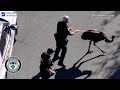 Cops Catch Runaway Emu And Return It To Petting Zoo