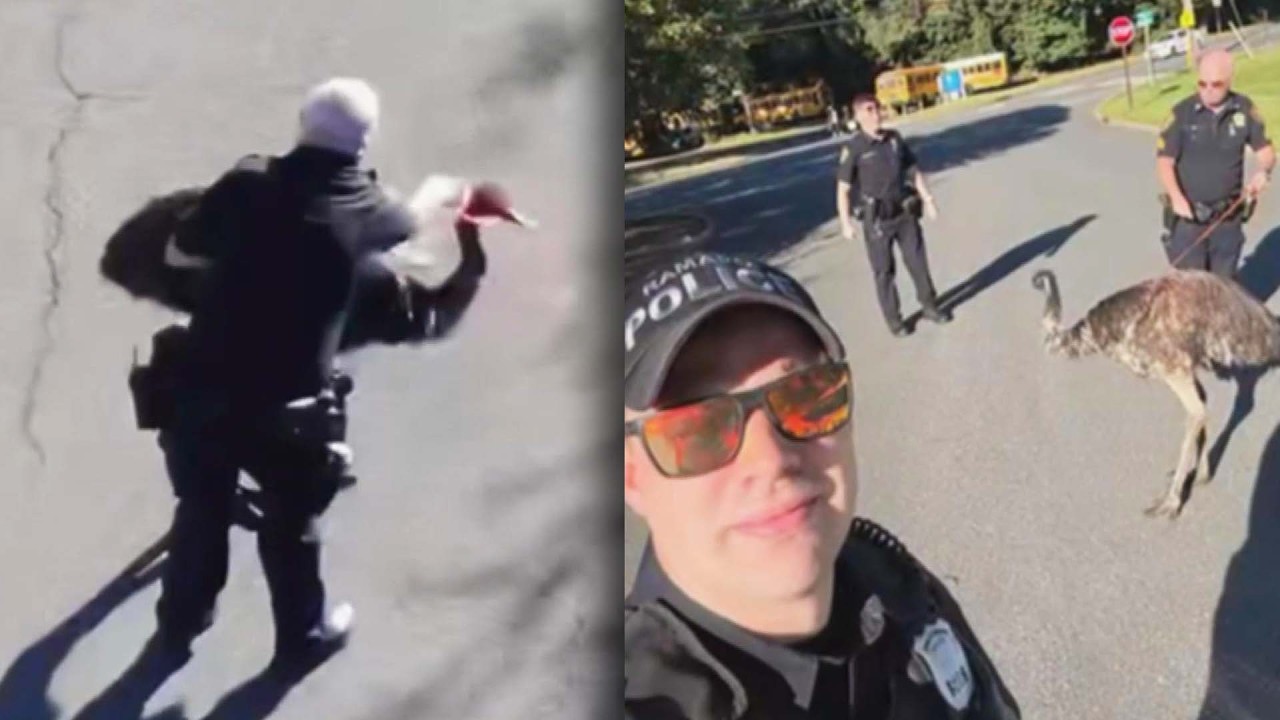 Cops Catch Runaway Emu And Return It To Petting Zoo
