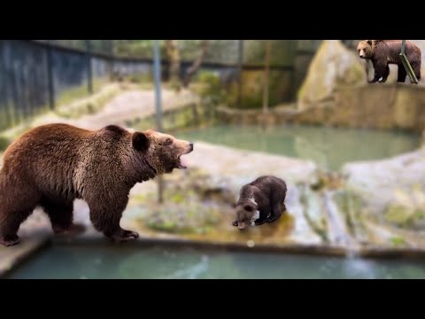 Видео: ШОК! Медведица мама  не пускает медвежат в озеро!