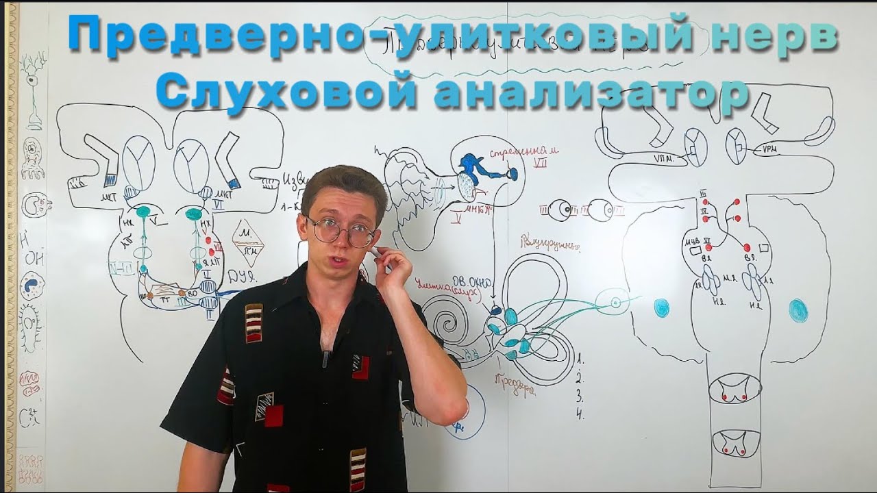 Черепные нервы. Лекция 8: VIII пара (Слуховой нерв) — проводящий путь и диагностика тугоухости