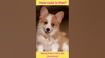 The Dog Is So Cute! Rate It From 1-10 In The Comments