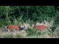 Two red hinds and young stag /Dve lane a špicér /Cervus Elaphus