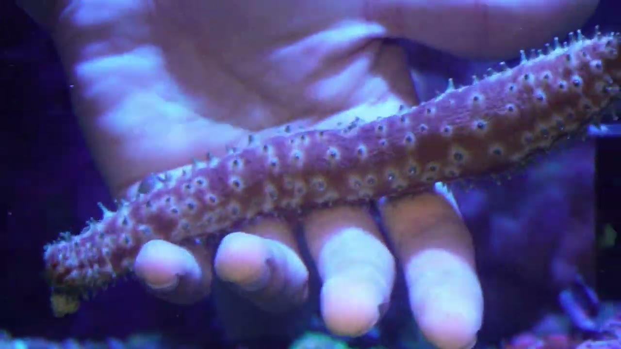 世界のとれたて海水魚(通信販売)の日海-web.com<日海センター