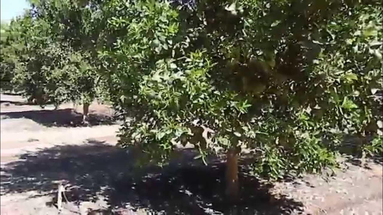 Citrus Tree Growing and Mulching YouTube
