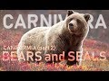 CARNIVORA II - Caniformia (part2) : Bears and seals 🐻