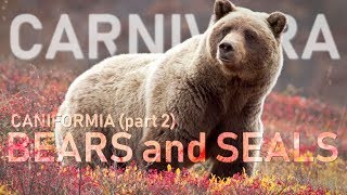 Carnivora Ii - Caniformia Part2 Bears And Seals