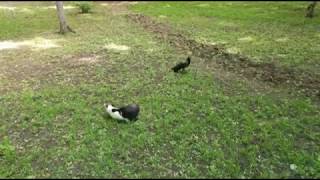 Ворона прогоняет кошку