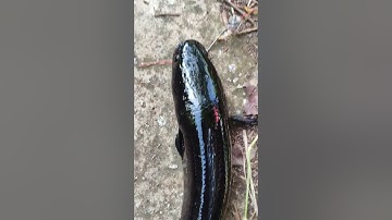 Kết quả săn cá lóc hugo rừng U Minh Thượng (P3) #fishing #shortvideo #fish