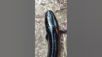 Kết quả săn cá lóc hugo rừng U Minh Thượng (P3) #fishing #shortvideo #fish