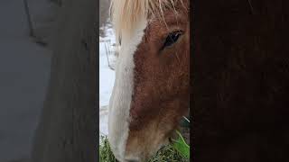 More Alfalfa? Yes Yes
