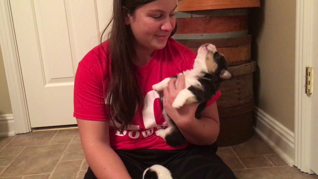 Howling corgi puppy