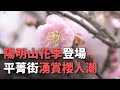 注意交管！陽明山花季登場 平菁街湧賞櫻人潮【央廣新聞】