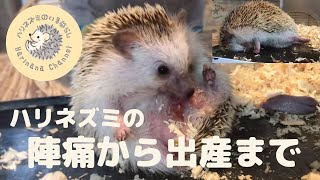 ハリちゃんの出産の全貌 〜陣痛から出産まで〜  #ハリネズミ #hedgehog #landakmini