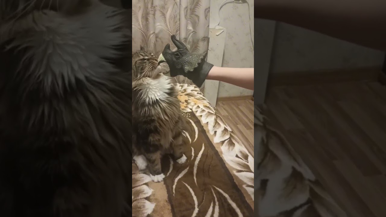 День кота Симбочки!! 