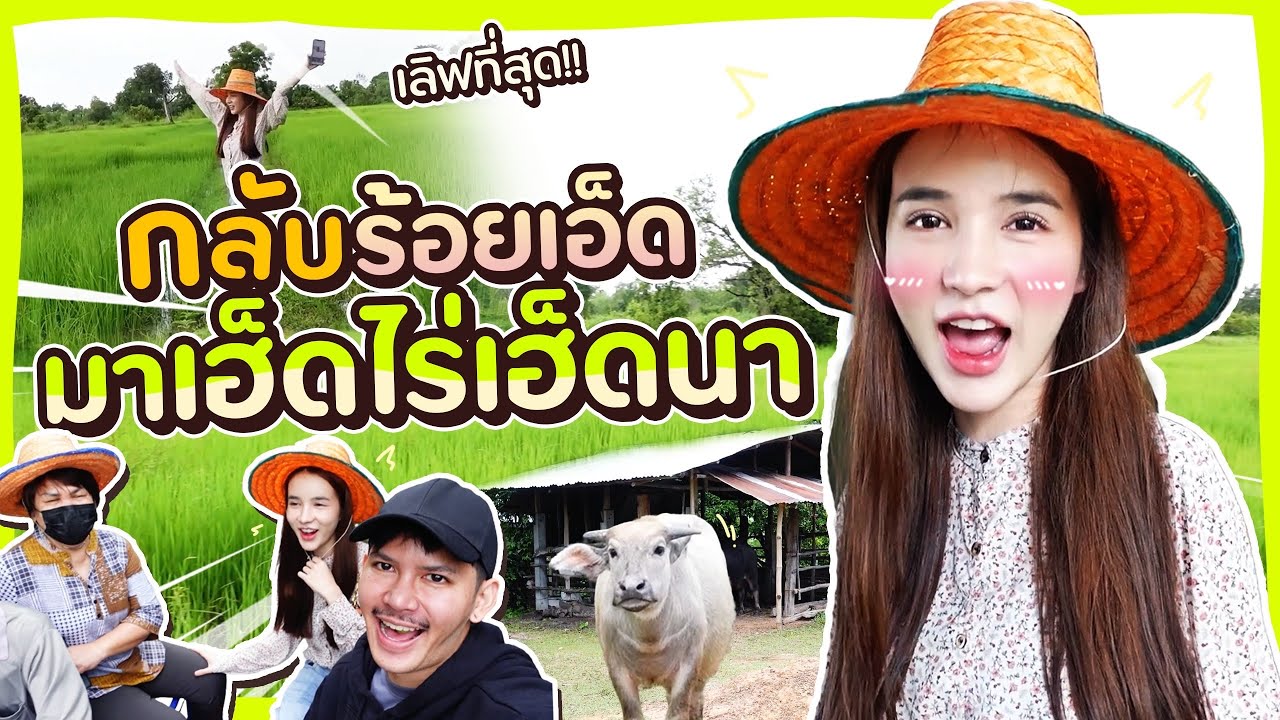 โยชิ กลับร้อยเอ็ด มาเฮ็ดไร่เฮ็ดนา | Yoshi Rinrada