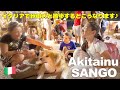 Akita dog loved by Italians!