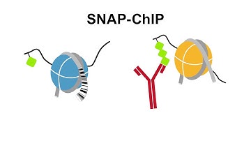 An Introduction to SNAP-ChIP® Spike-in Controls