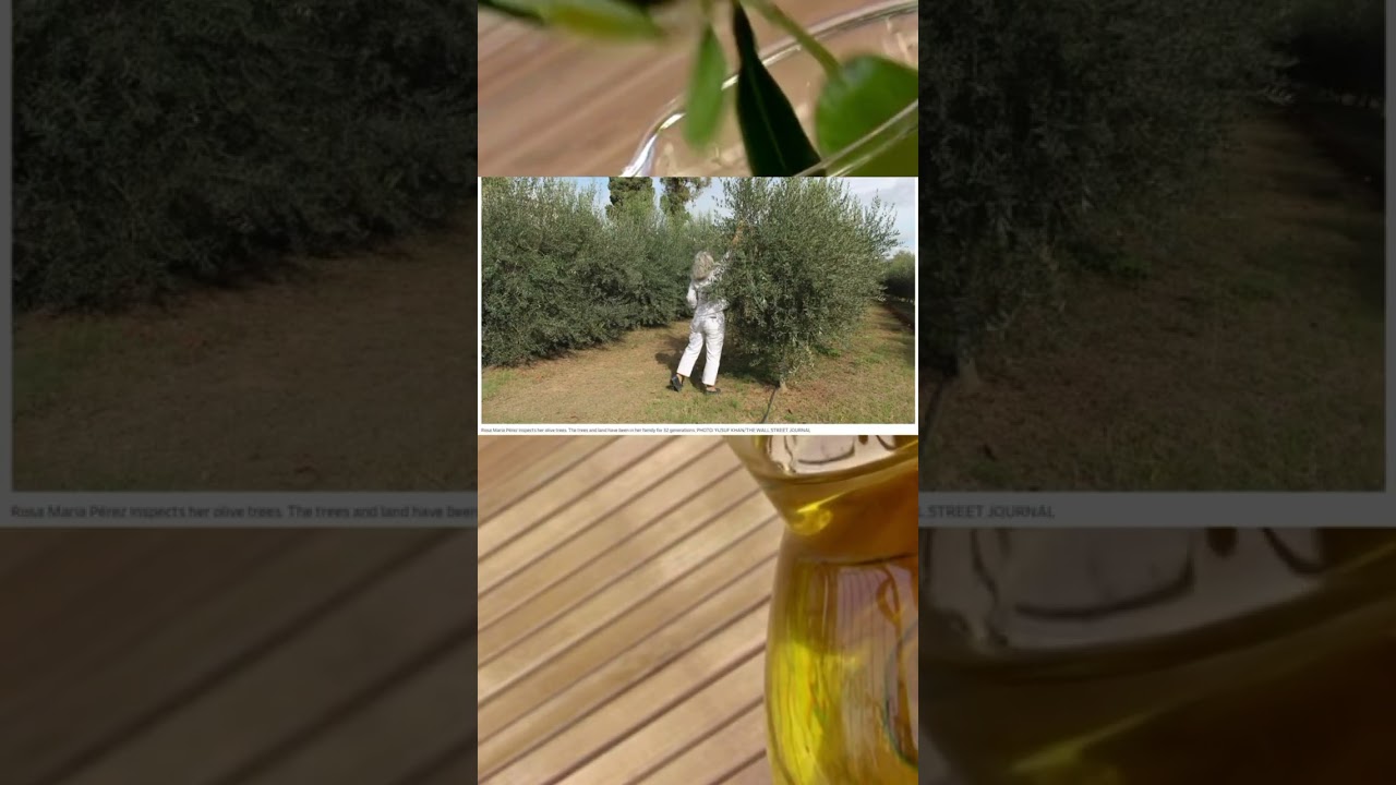 Olive Oil Frenzy 🫒 