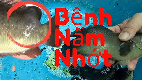 Phòng Và Trị Bệnh Nấm Nhớt (Mủ Gòn) Trên Cá Rô Đồng