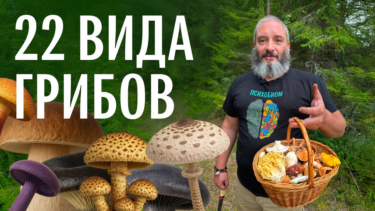 22 вида грибов. Михаил Вишневский