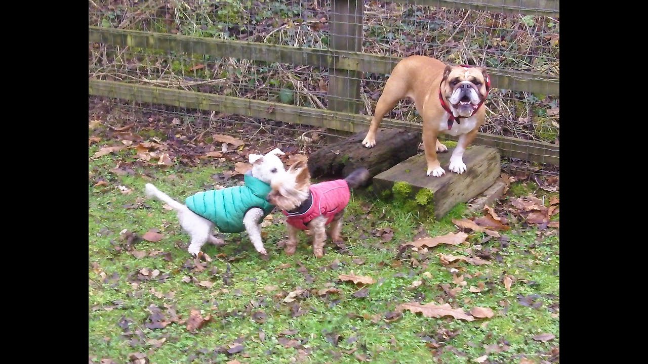 bobby-yorkie-maggie-english-bulldog-peppa-bichon-youtube