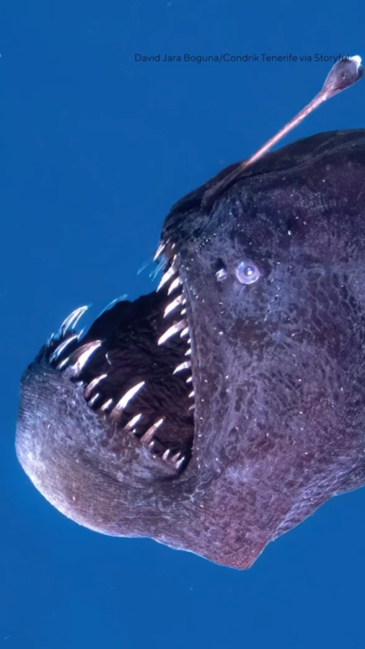 Black seadevil, usually only found in deep sea, spotted in blue waters #shorts