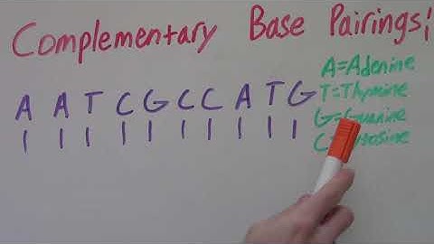 Complementary Base Pairings | DNA | How to find Complementary Base Pairing for DNA