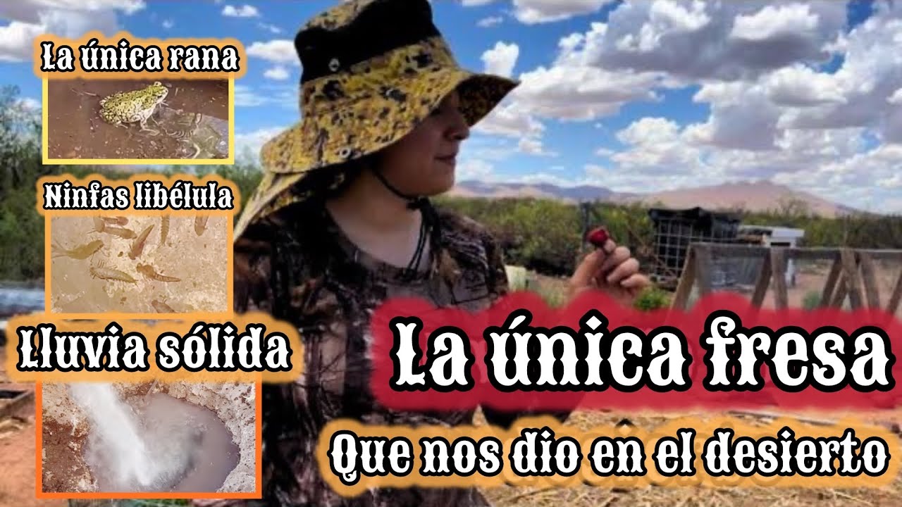 81~RESEMBRANDO🌽NINFAS DE LIBELULA 🐸RANA🔥METIMOS ALAMOS🌳