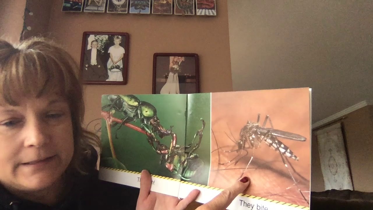 What do insects do youtube