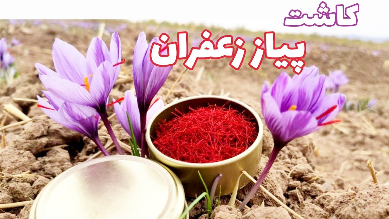 saffron farming in Iran saffron bulbs planting