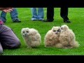 Baby Eagle Owls