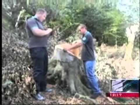 MOE: სამეგრელო-ზემო სვანეთში ხე-ტყის უკანონო ჭრის ფაქტი გამოვლინდა