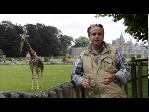 Les girafes gardiennes du domaine de la Bourbansais - Viens en Bretagne