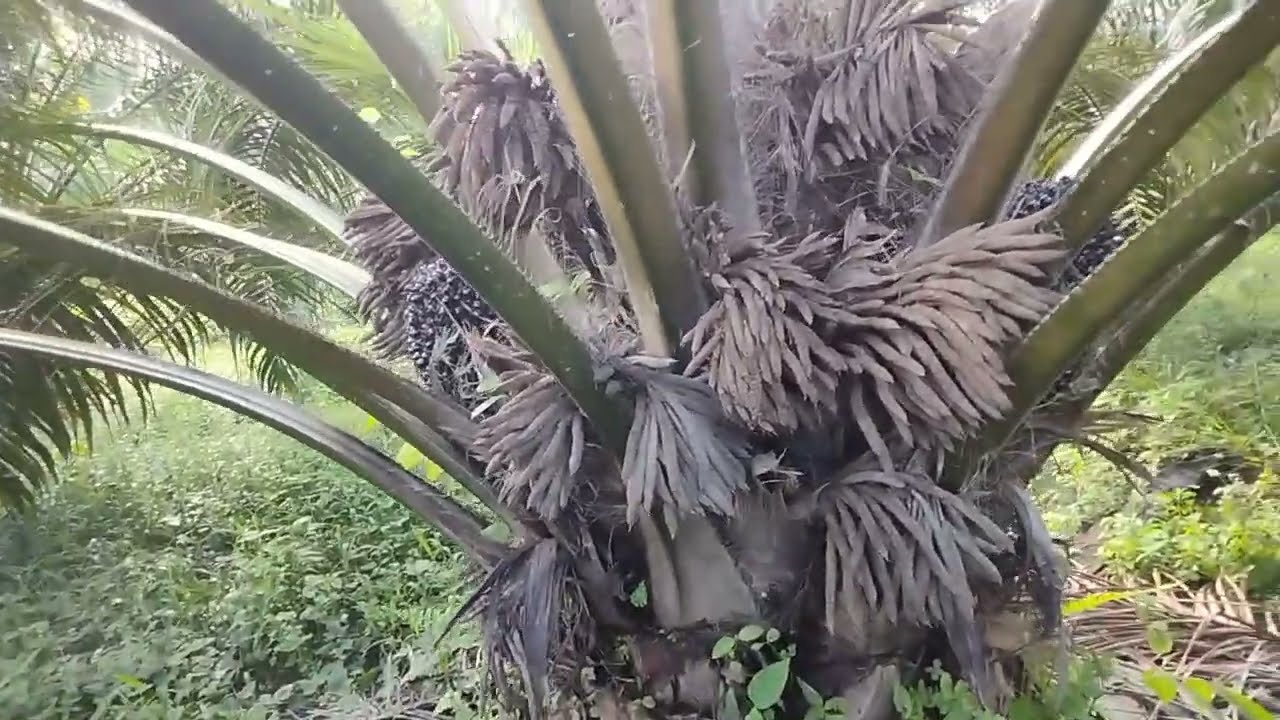 Cara Ampuh Sembuhkan Sawit Banyak Bunga Jantan? Namanya Juga Usaha