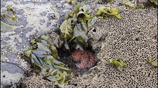 Virtual Tidepool Exploration Video Final Emily Pomeroy