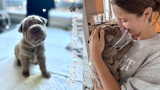 PICKING UP OUR NEW PUPPY!!🐶🐾 | LILAC SHARPEI screenshot 4
