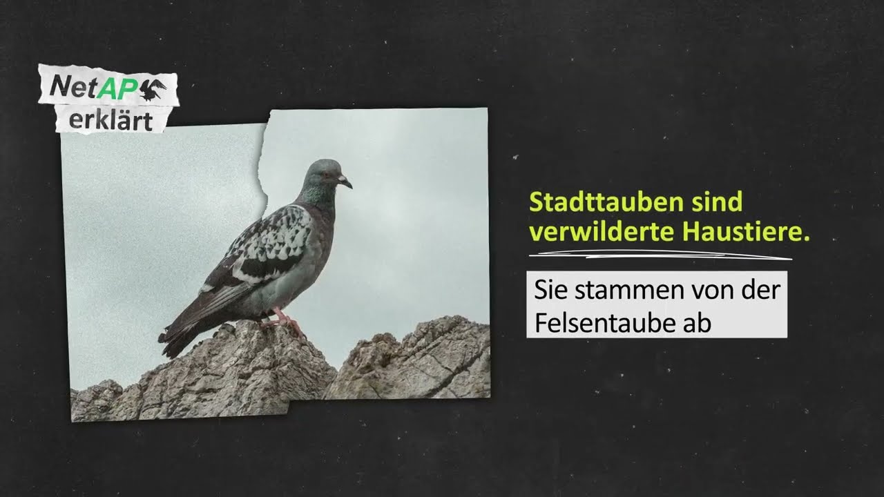 Stadttauben - die vergessenen Haustiere