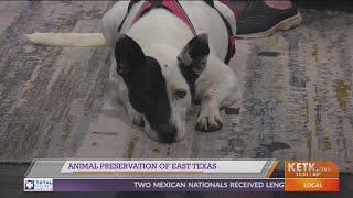 Animal Preservation of East Texas: Meet Daisy