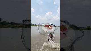 Catching fish with a cast net #villagelife #riverside #casting #netfishing #fishinglife