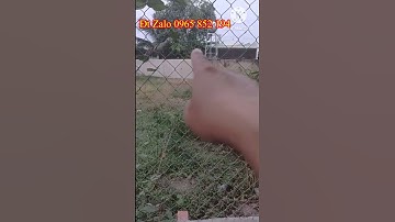 Bán đất an hòa thị xã trảng bàng Tây Ninh thổ cư hết đất 460 triệu 1 Lô