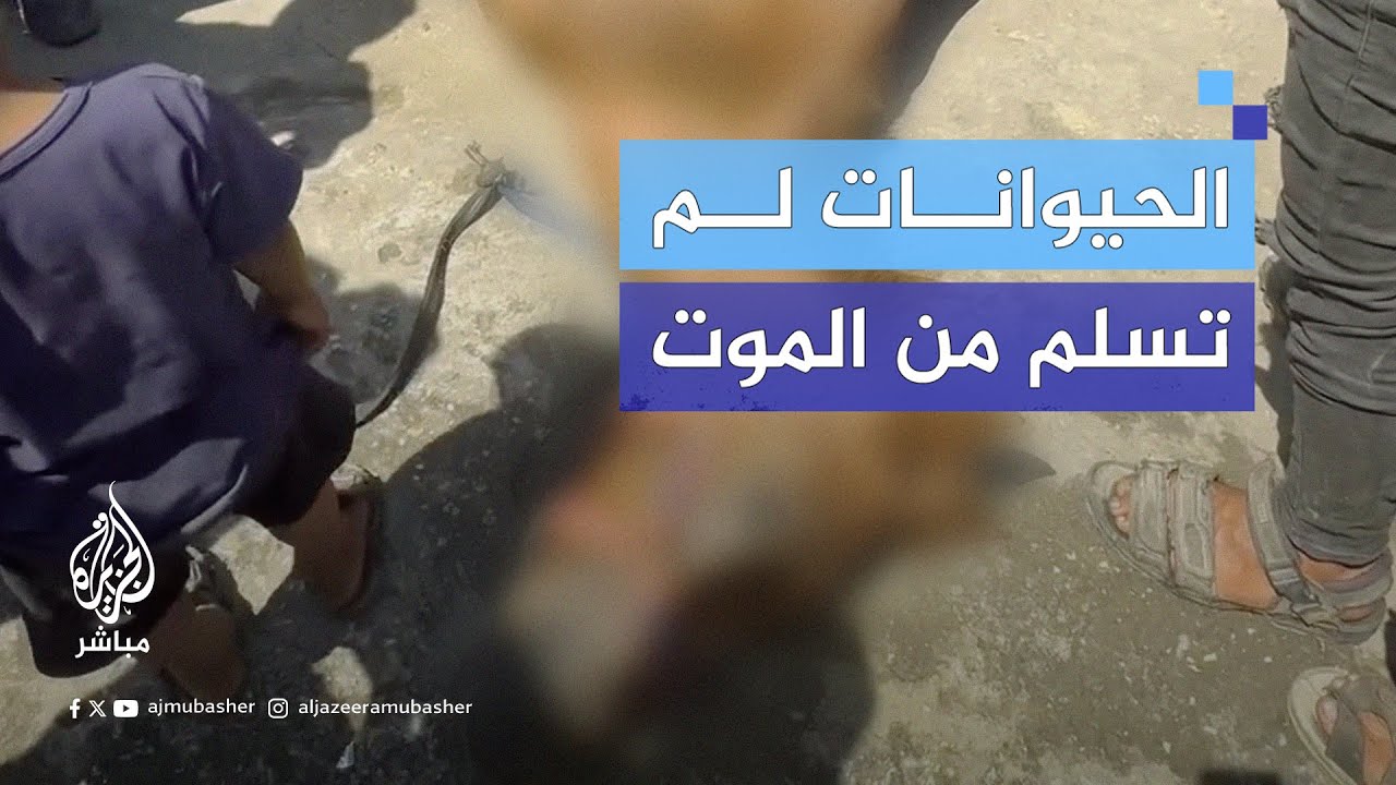 حصان يُنازع المـوت في غزة بسبب نقص الأعلاف وارتفاع درجات الحرارة والإرهاق