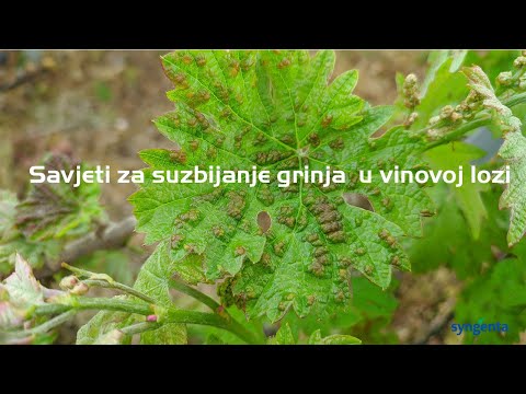 Video: Generalističke Domaćinske Vrste Pokreću Infekciju Vektorima Trypanosoma Cruzi U Plantažama Palminog Ulja U Regiji Orinoco U Kolumbiji