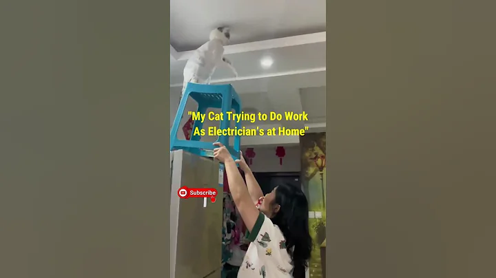 Video 10428351: kitten cat funny laugh, cats funny kittens animals, kitten family cat