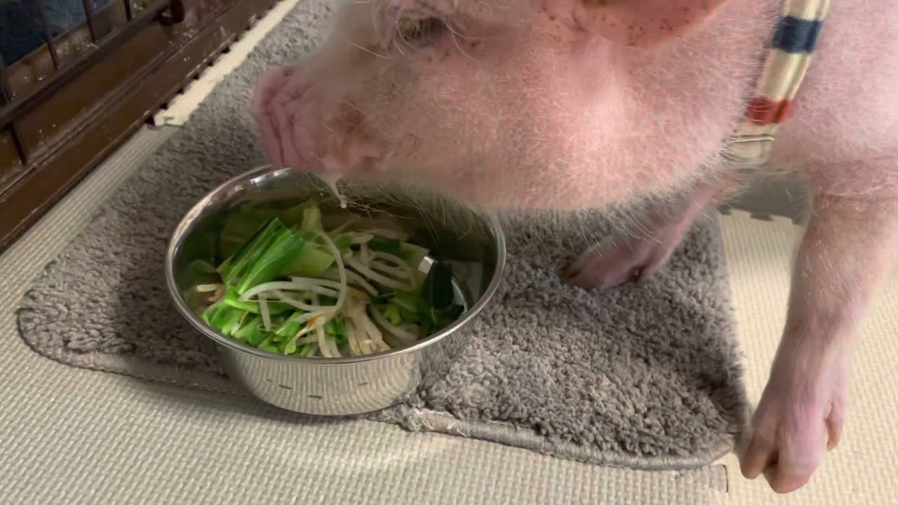 野菜炒め食べるブタ！【62日目】Stirfried vegetables for pigs マイクロブタ ミニブタ YouTube