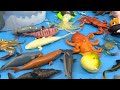 Toy sea animals unboxing