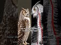 ​Title: How Owls Turn Their Heads 270 Degrees! 🦉😱 #shorts