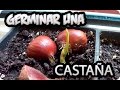 Como Germinar Una Castaña Super sencillo y Exito Total!!! || La Huertina De Toni