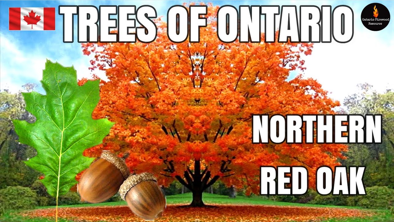 TREES OF ONTARIO - NORTHERN RED OAK (QUERCUS RUBRA) - TREE