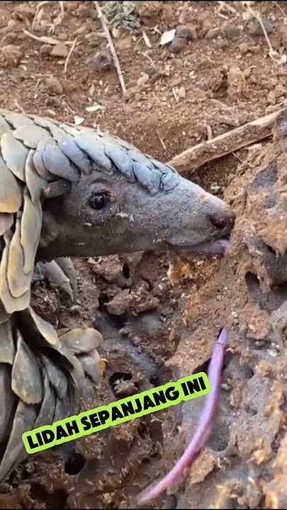 This is what makes pangolins different from other ant-eating animals.